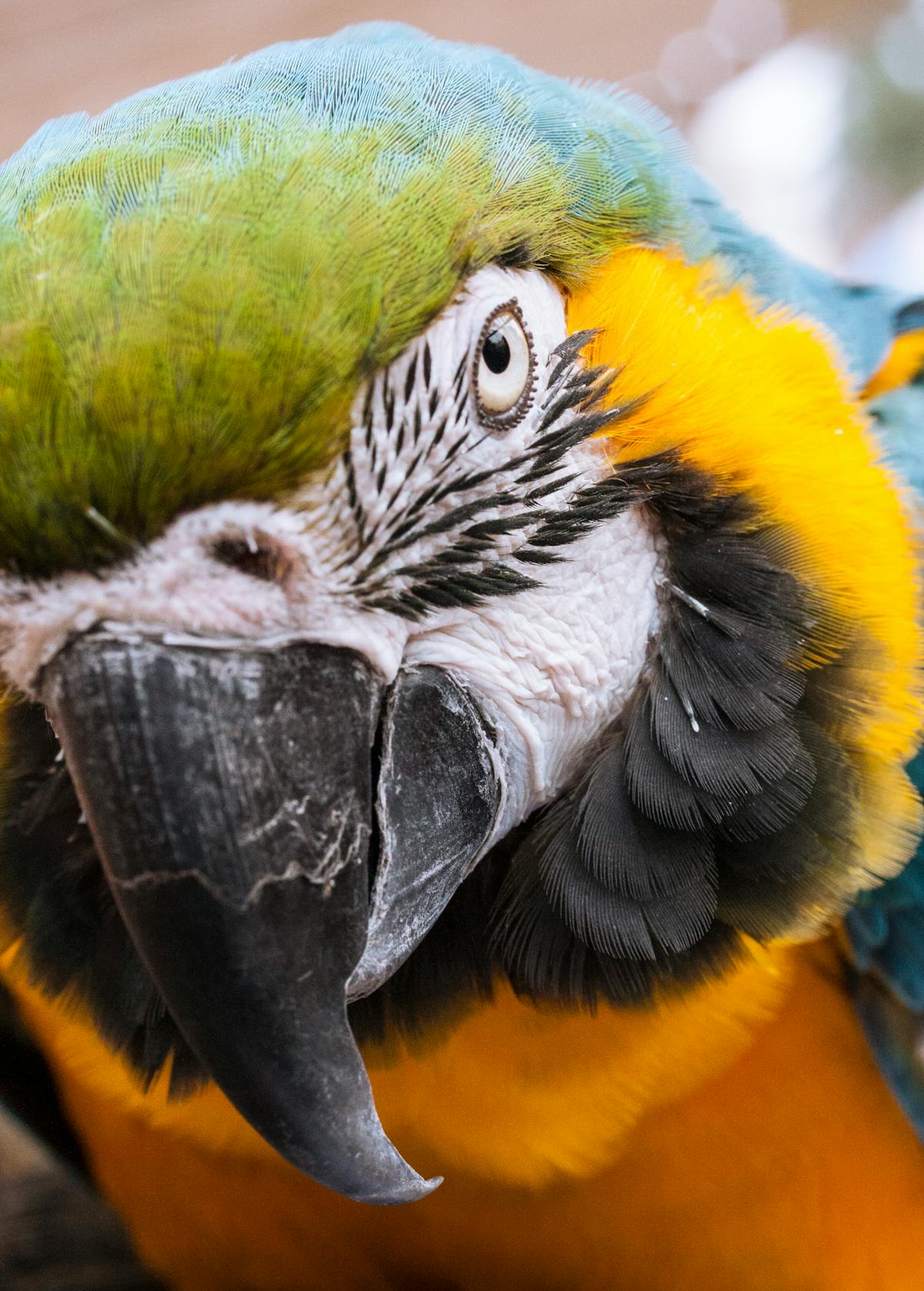 Blue and gold macaw Ara ararauna close-up showing vivid blue and yellow plumage and expressive eye