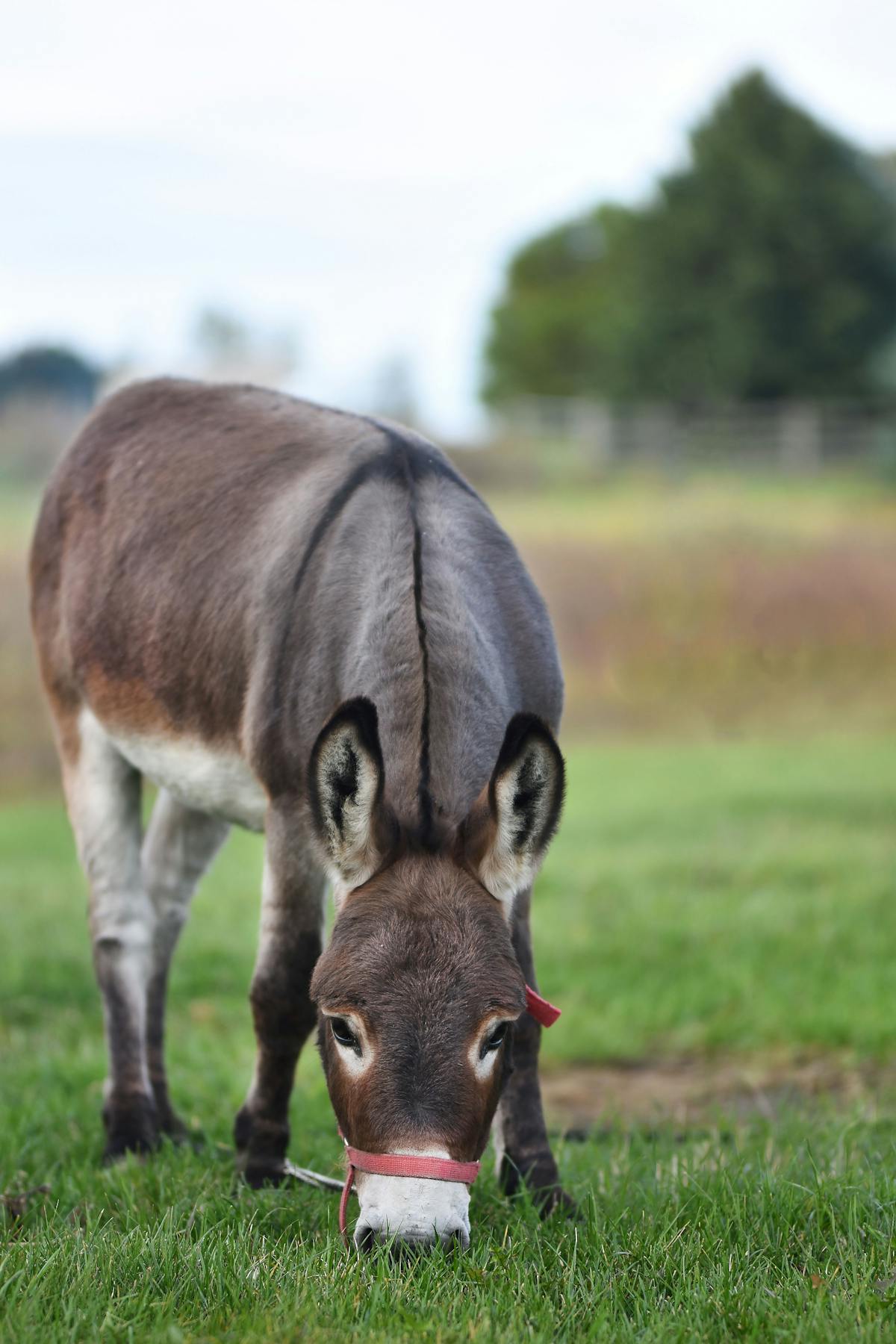 A miniature donkey in an outdoor setting looking toward the camera