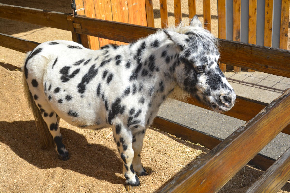 A miniature horse in a pasture or yard setting looking toward the camera