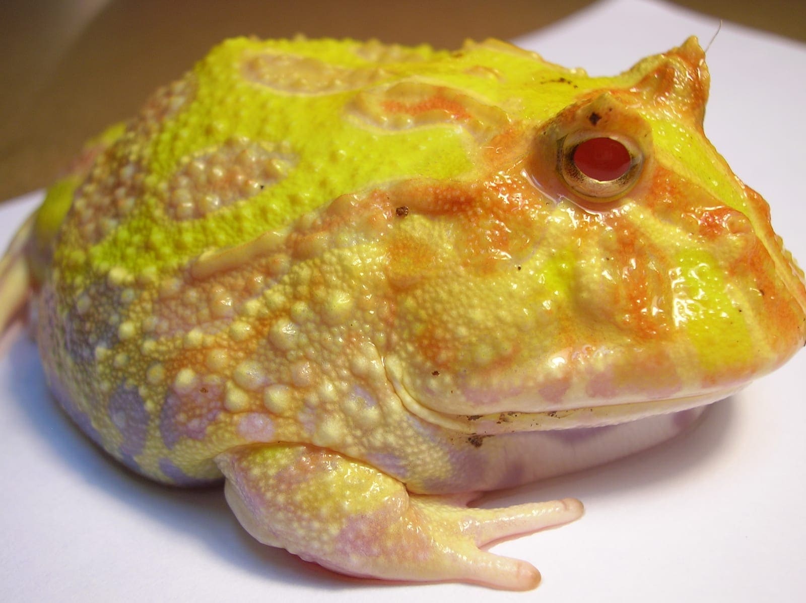 Frog or toad in natural habitat