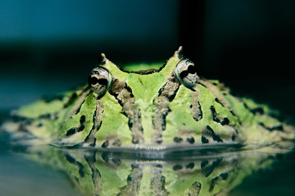 Green Pacman frog partially submerged in water showing vivid colors and distinctive wide body shape