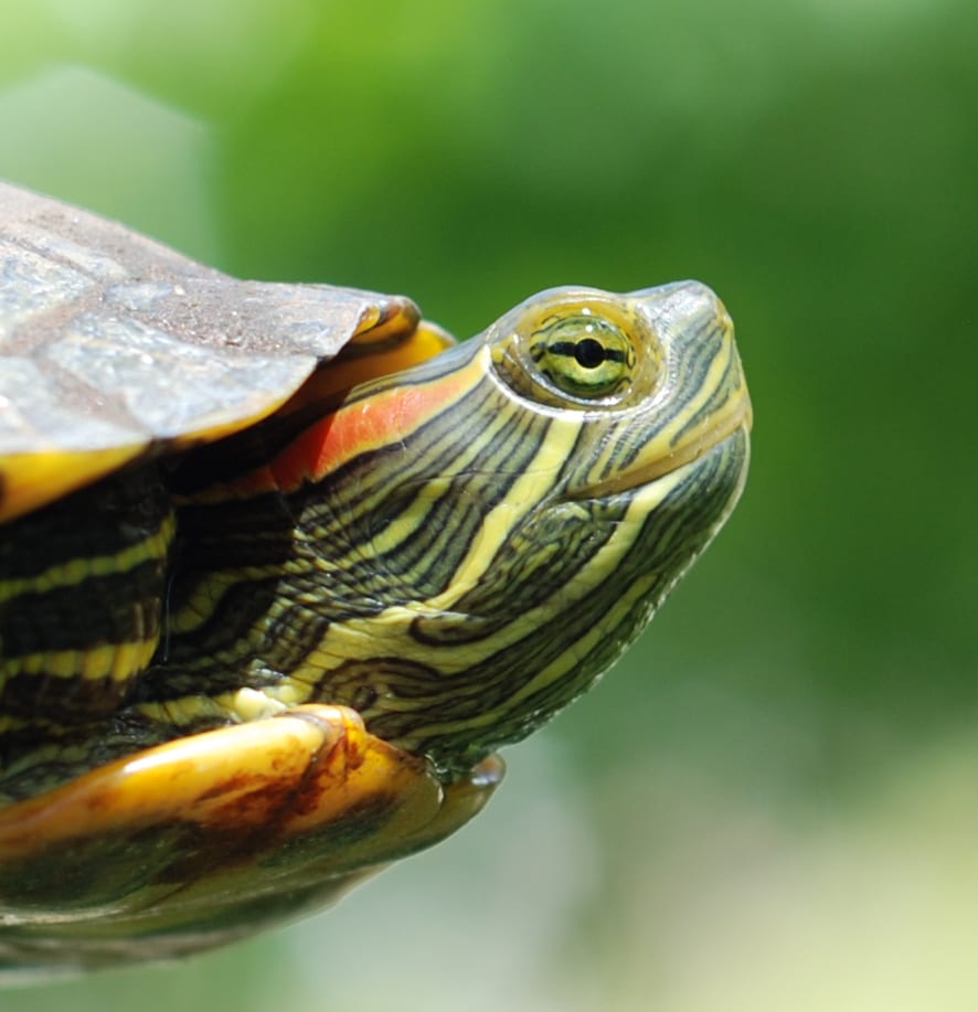 Painted turtle in natural habitat showing characteristic yellow and red markings on neck and shell edge
