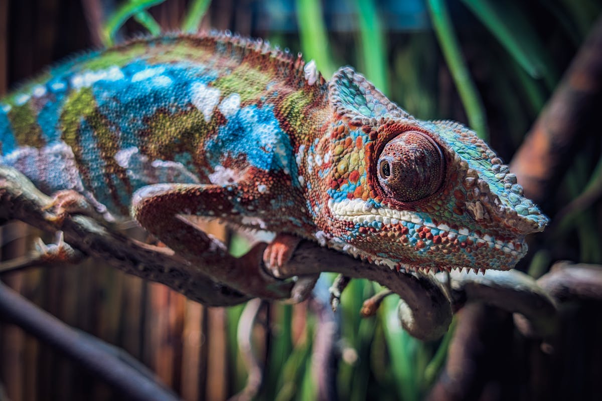 A chameleon in a natural setting