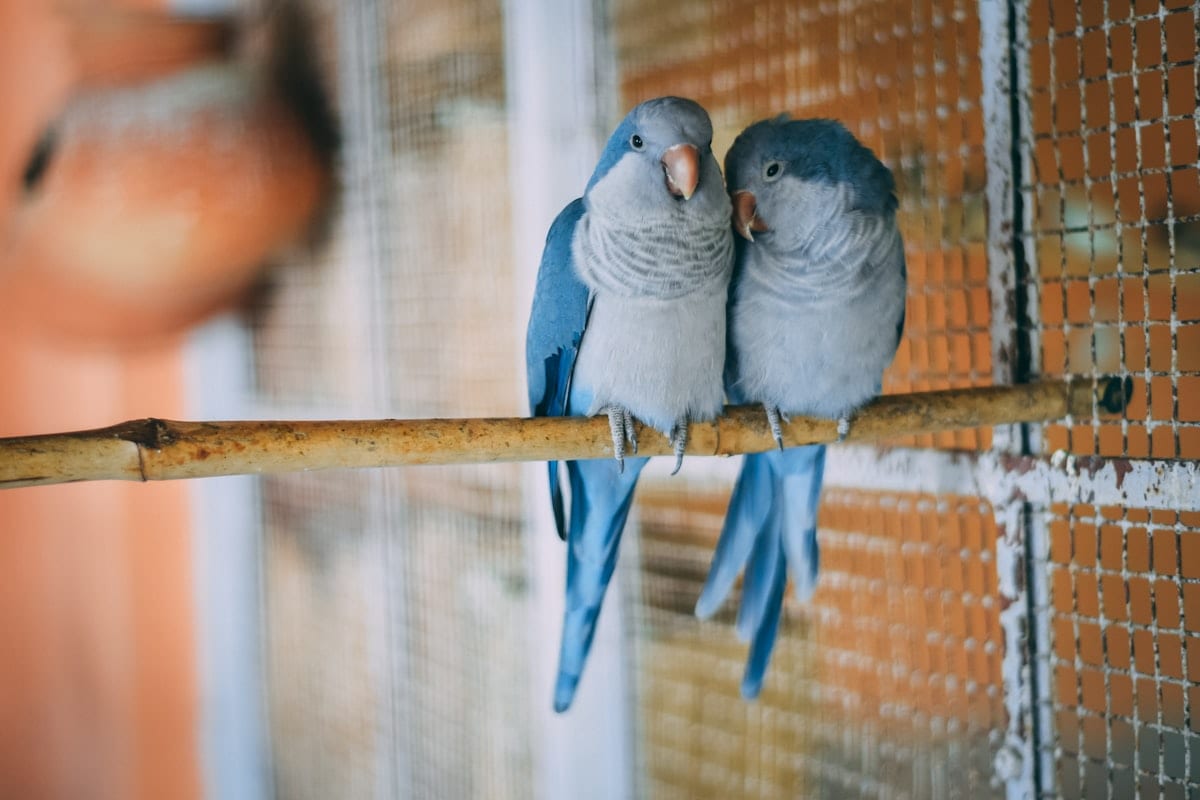 Blue parakeet perched on a human hand, looking at the camera with bright eyes