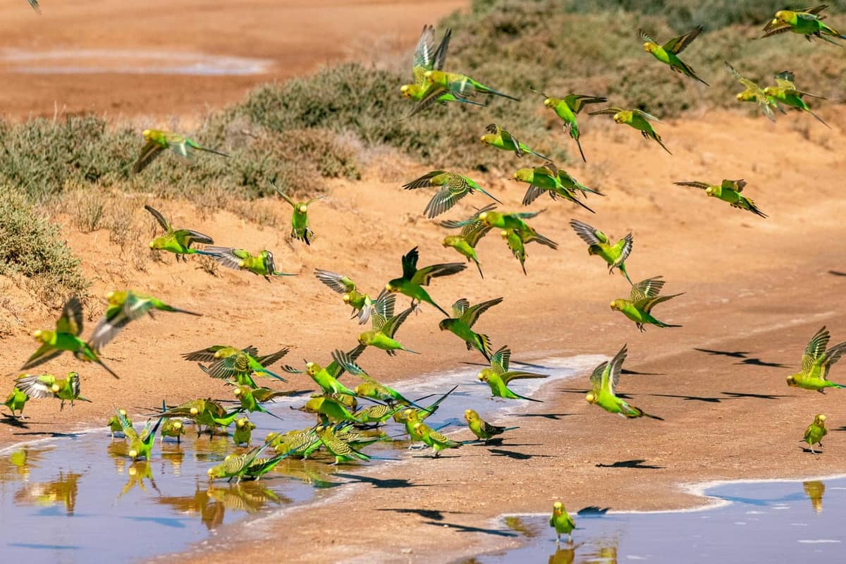 A green-and-yellow budgerigar parakeet on a perch