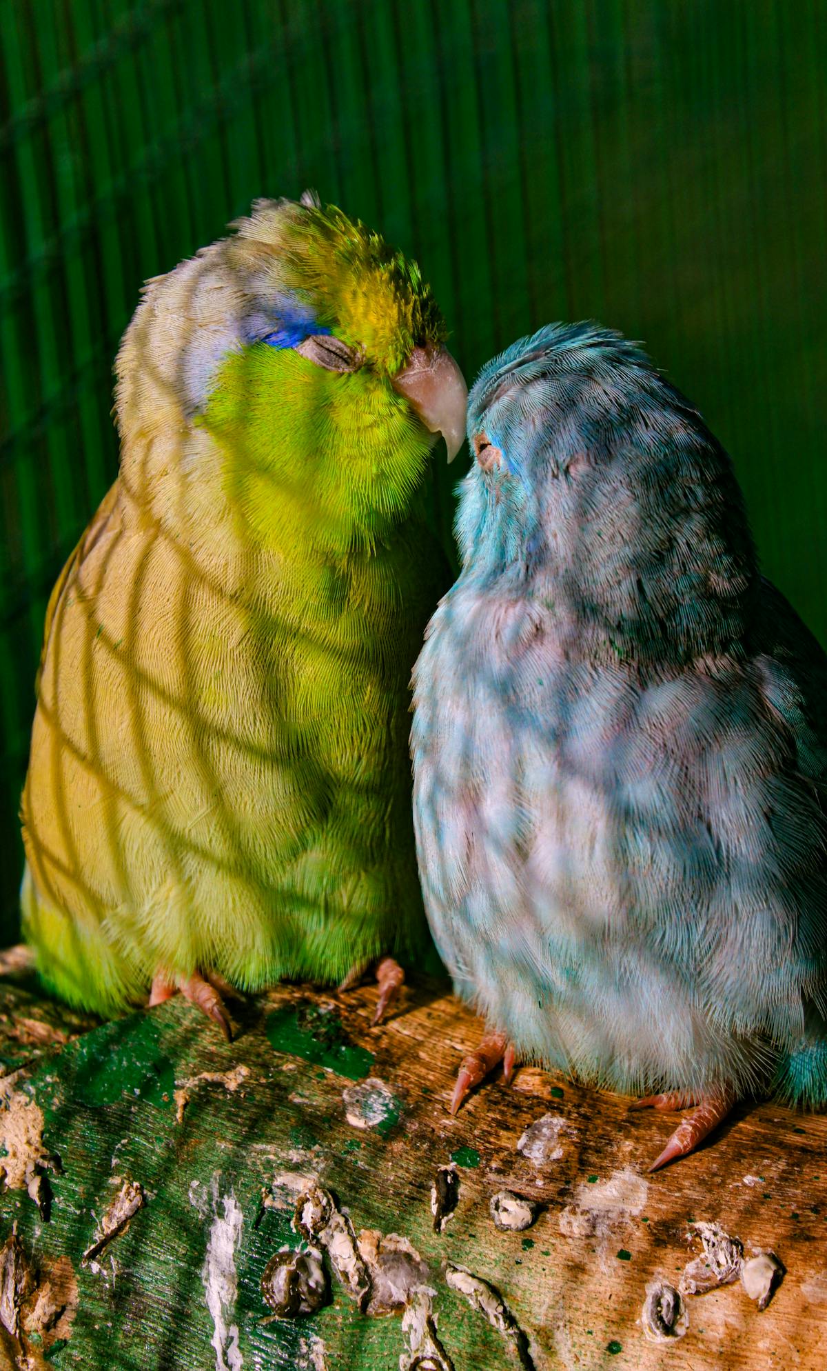 Pacific parrotlet Forpus coelestis small green parrot showing compact body and alert posture