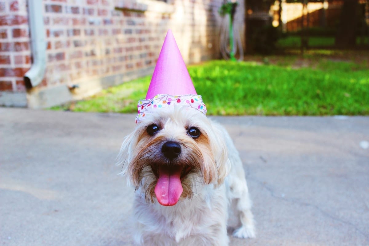 Dog mid-zoomie in a backyard with birthday streamers visible in the background, completely in motion