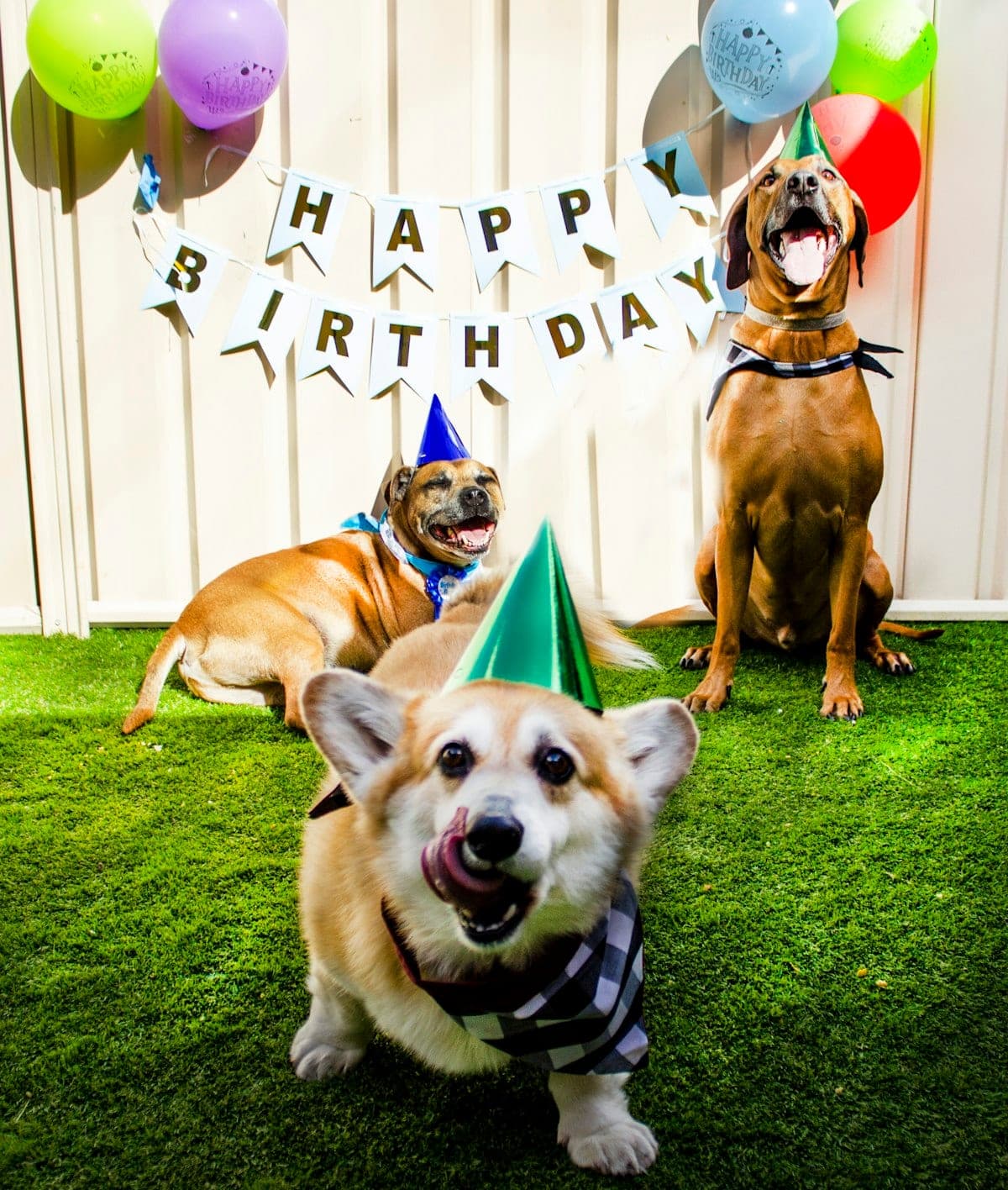 Two dogs in matching birthday hats sitting together in a backyard