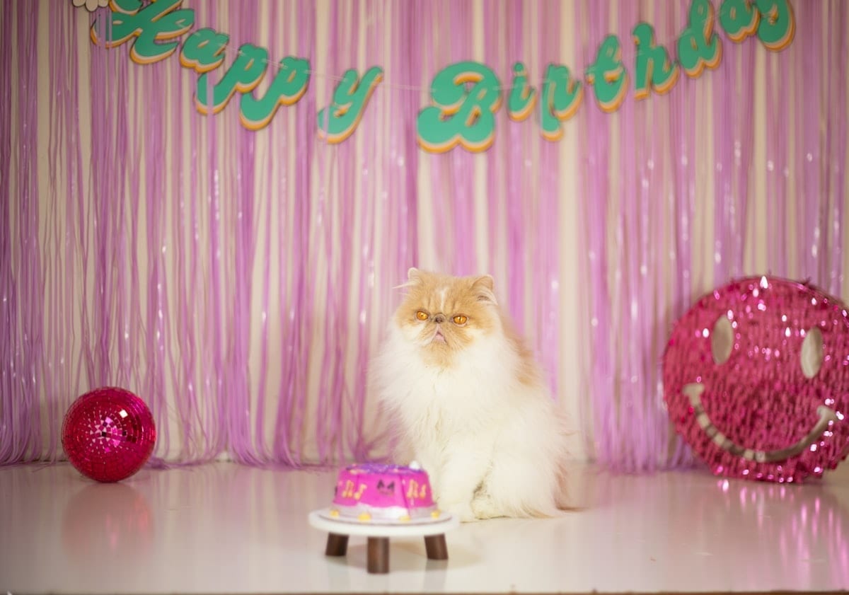 Cat sitting in front of a birthday cake with candles