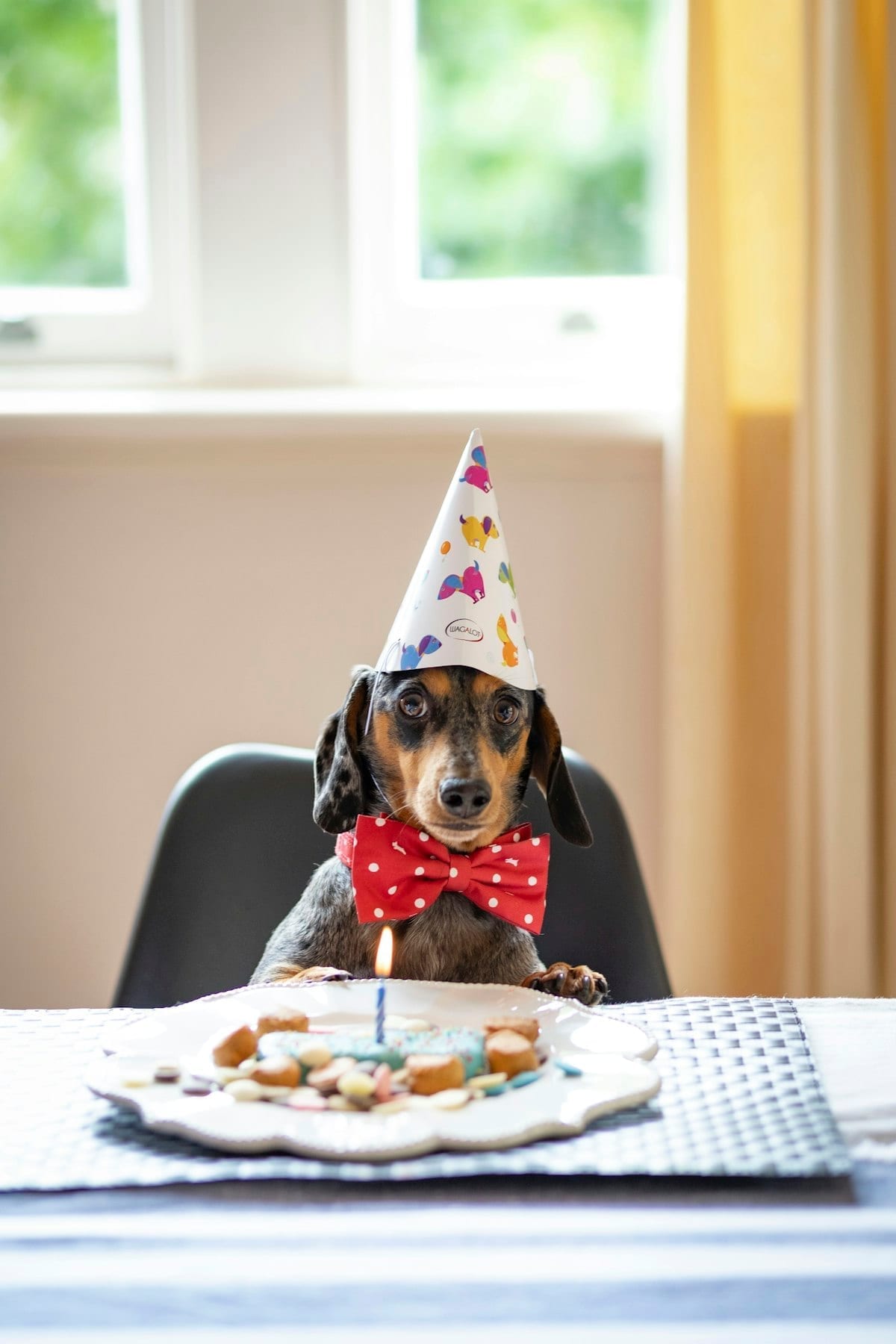 A complete pet birthday party setup with decorations and a cake