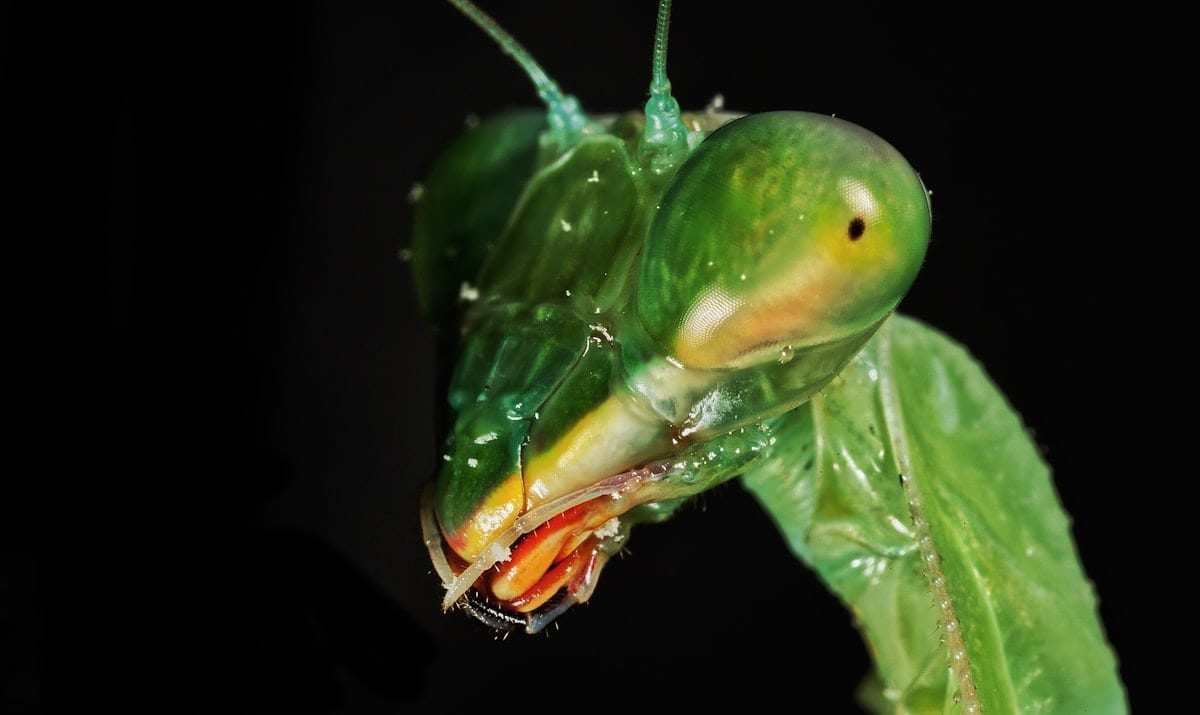 Green praying mantis in close-up macro photography showing compound eyes and folded forelegs