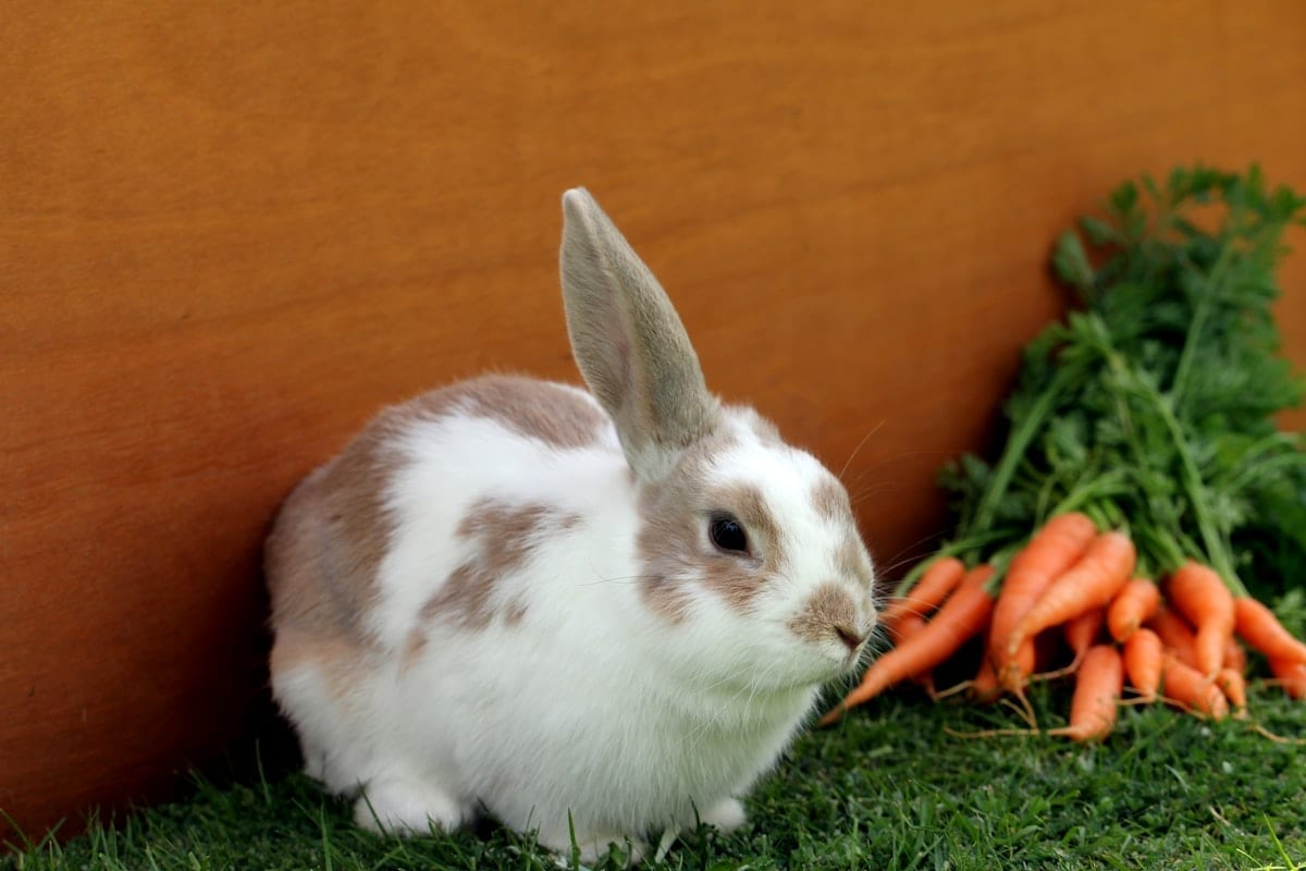 Fresh vegetables including romaine lettuce, cilantro, and herbs arranged for a rabbit