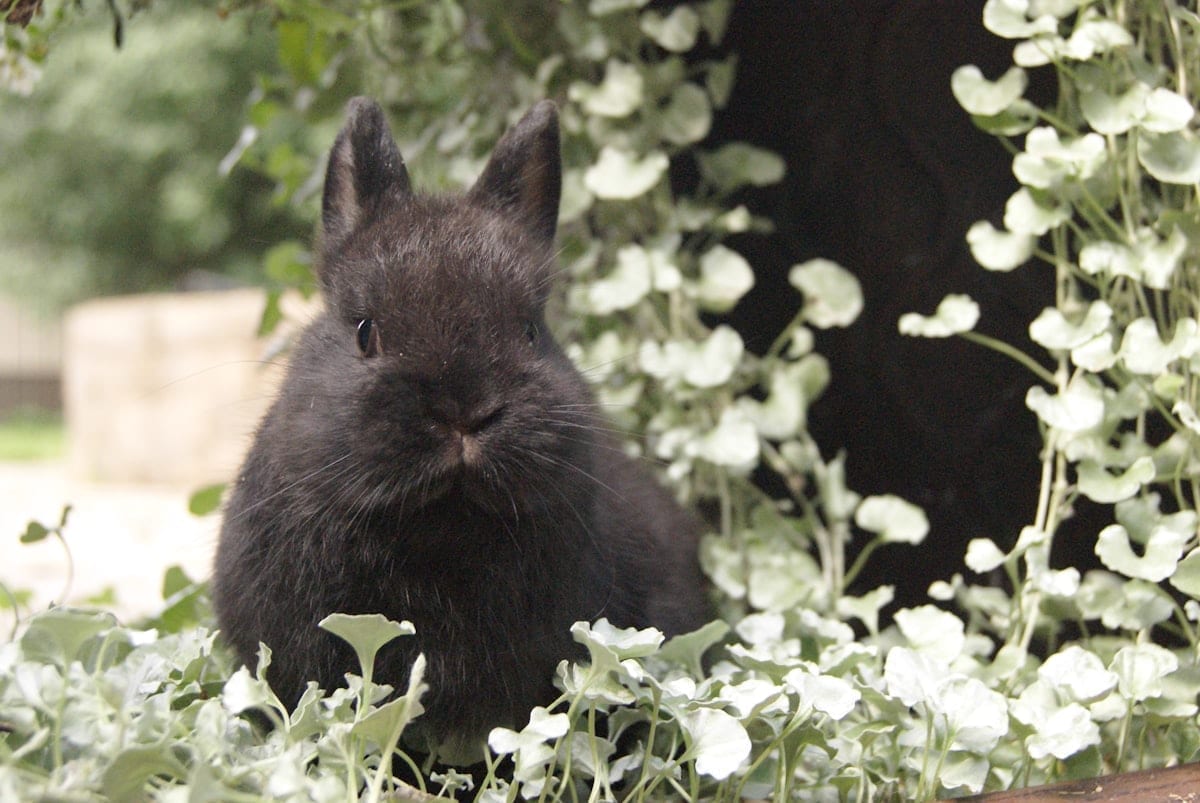 Rabbit in a natural setting