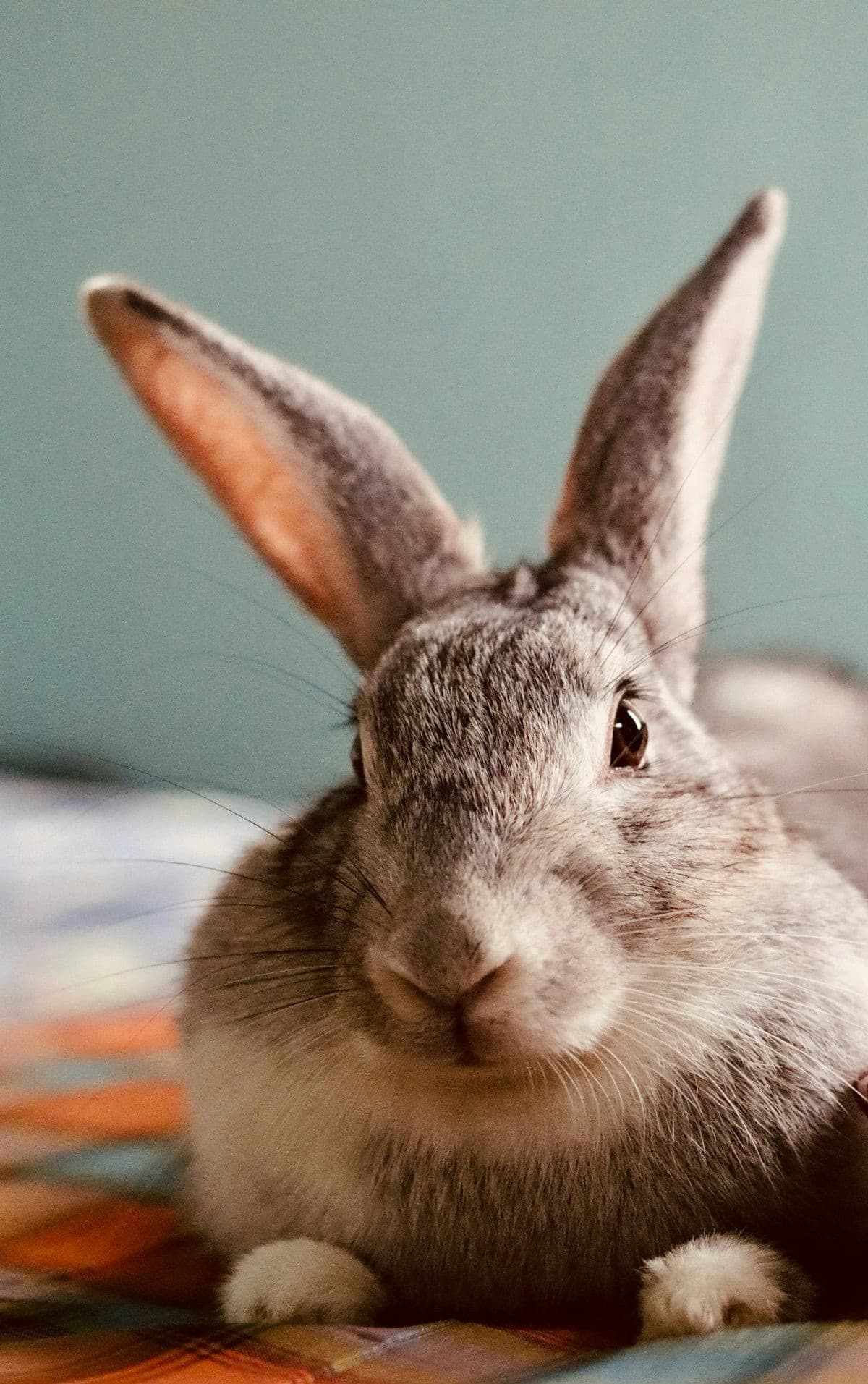Fluffy grey rabbit with big ears sitting indoors