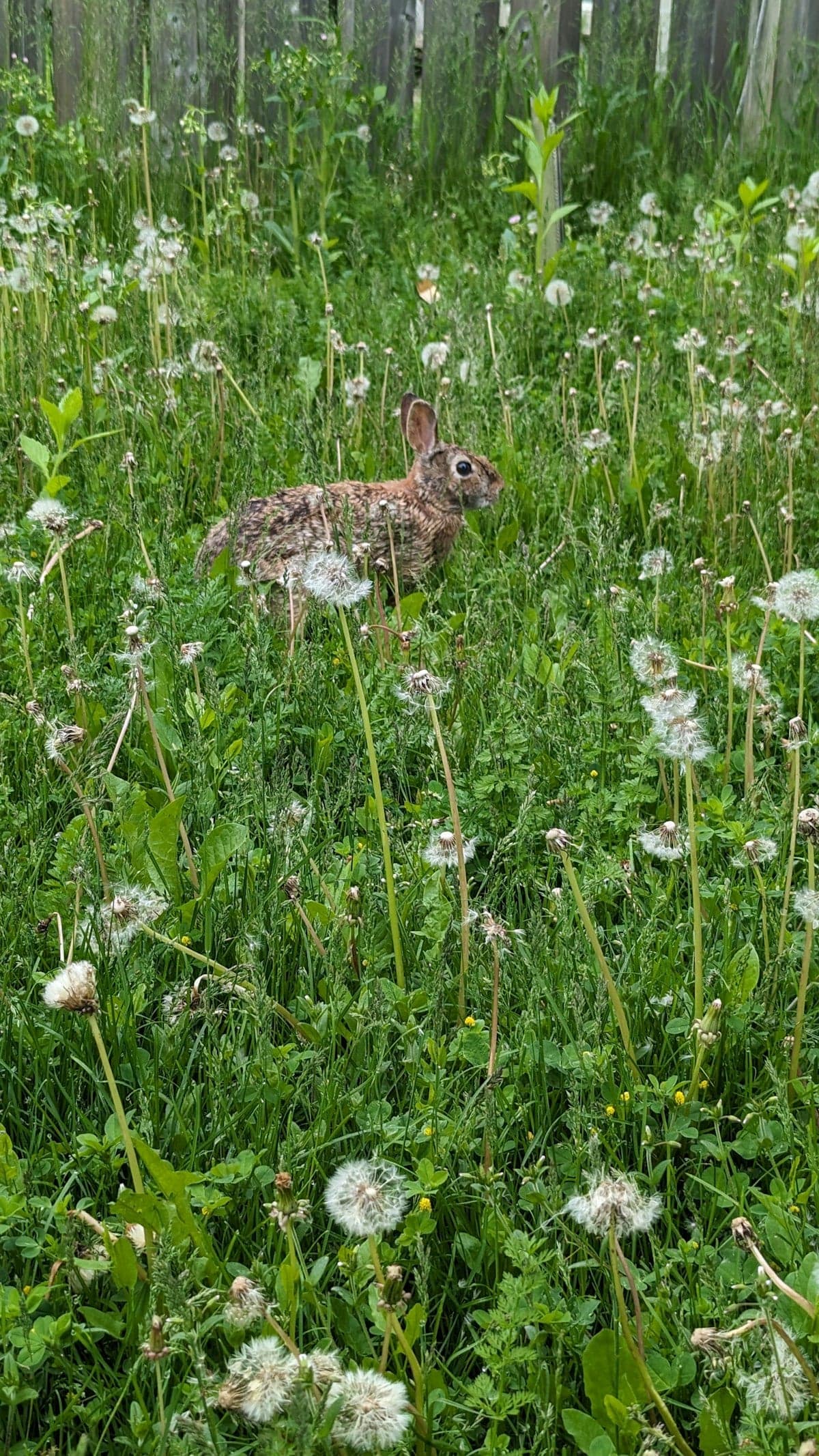 A rabbit sitting in a comfortable home setting, relaxed and at ease