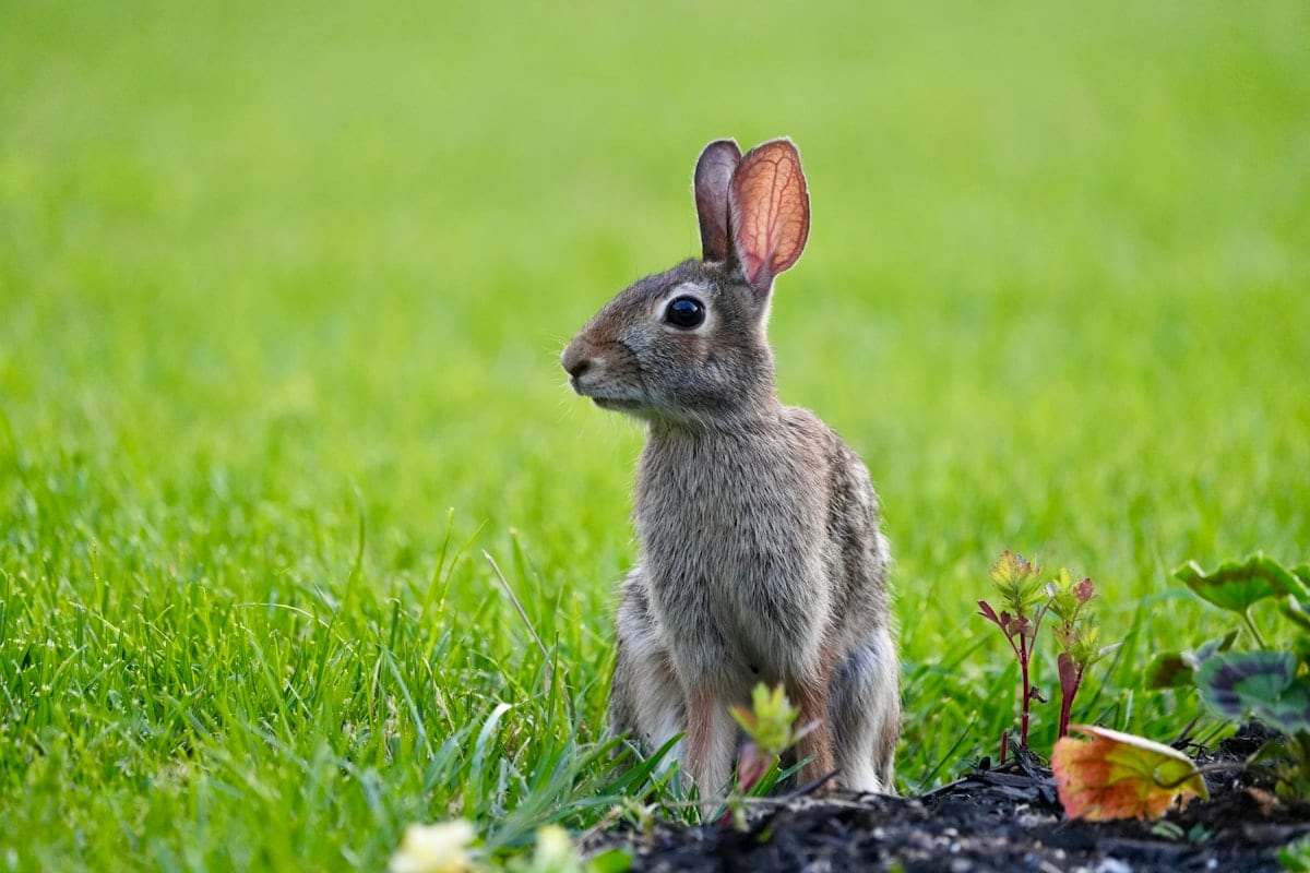 A rabbit sitting in a grassy outdoor setting, looking toward the camera
