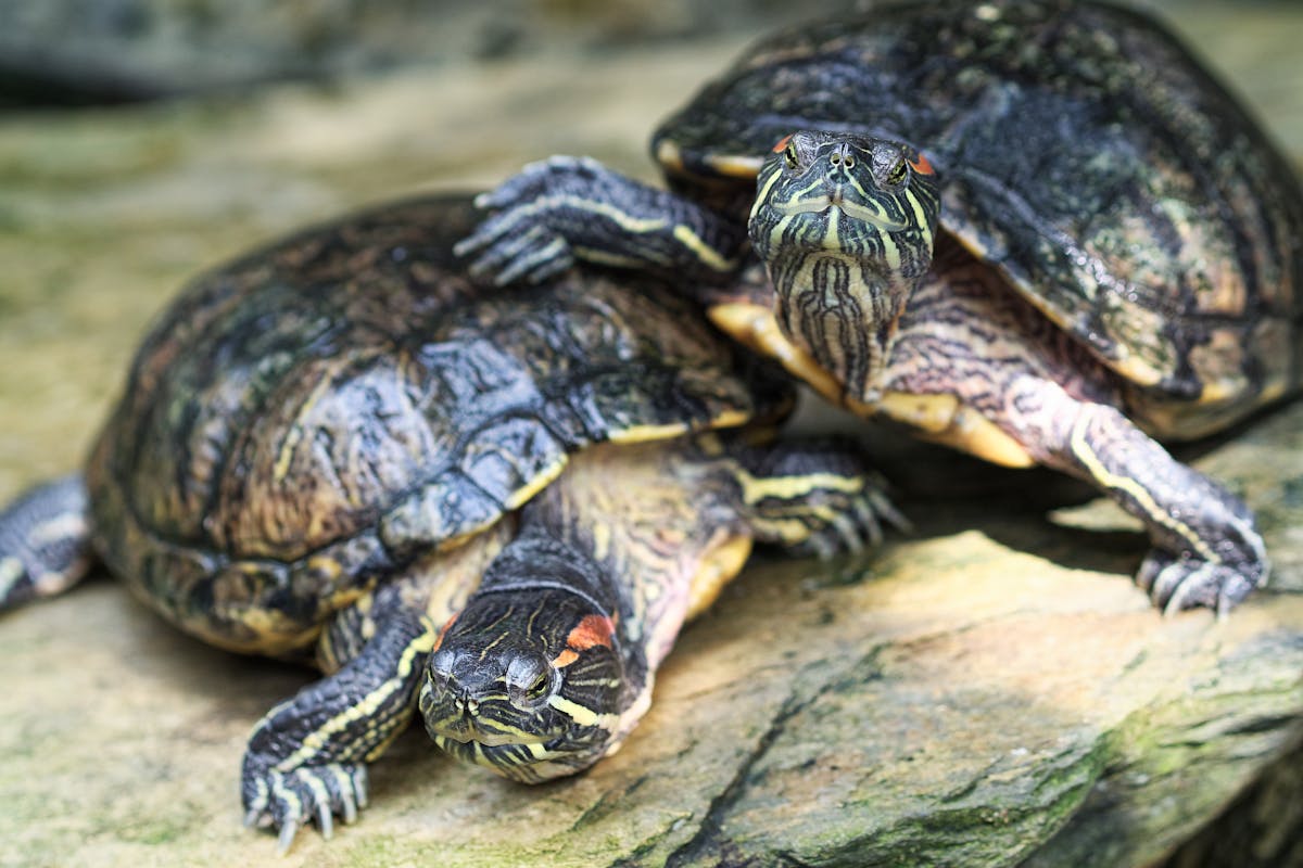 Close-up of red-eared slider turtles basking on sunlit rock showing red ear markings