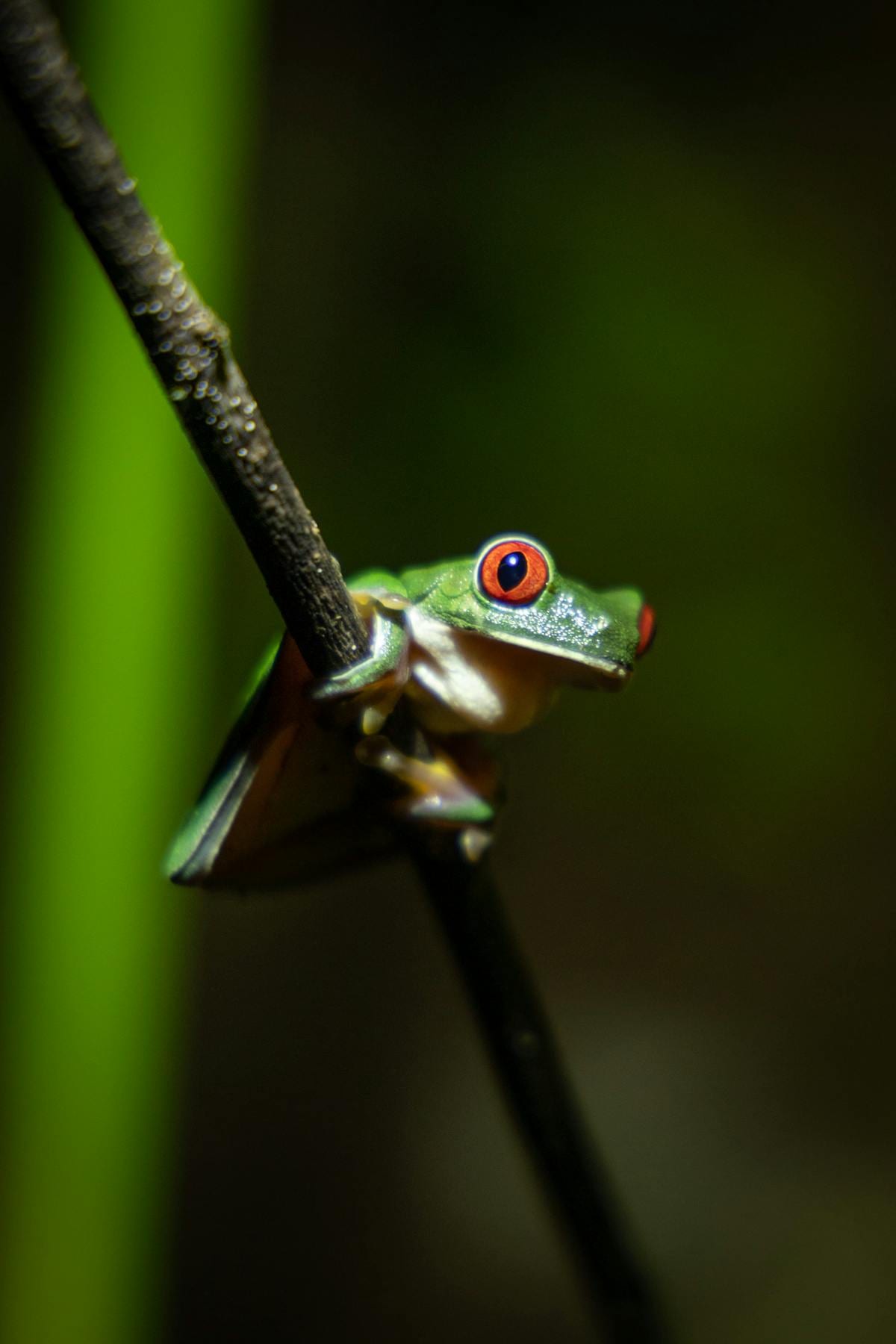 Red-eyed tree frog clinging to a twig showing vivid green body, red eyes, and blue flank stripes