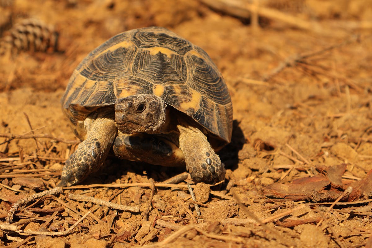 A tortoise in a natural setting