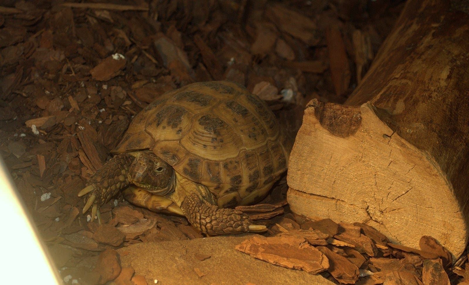 Russian tortoise Testudo horsfieldii on outdoor surface showing compact domed shell and four-toed feet