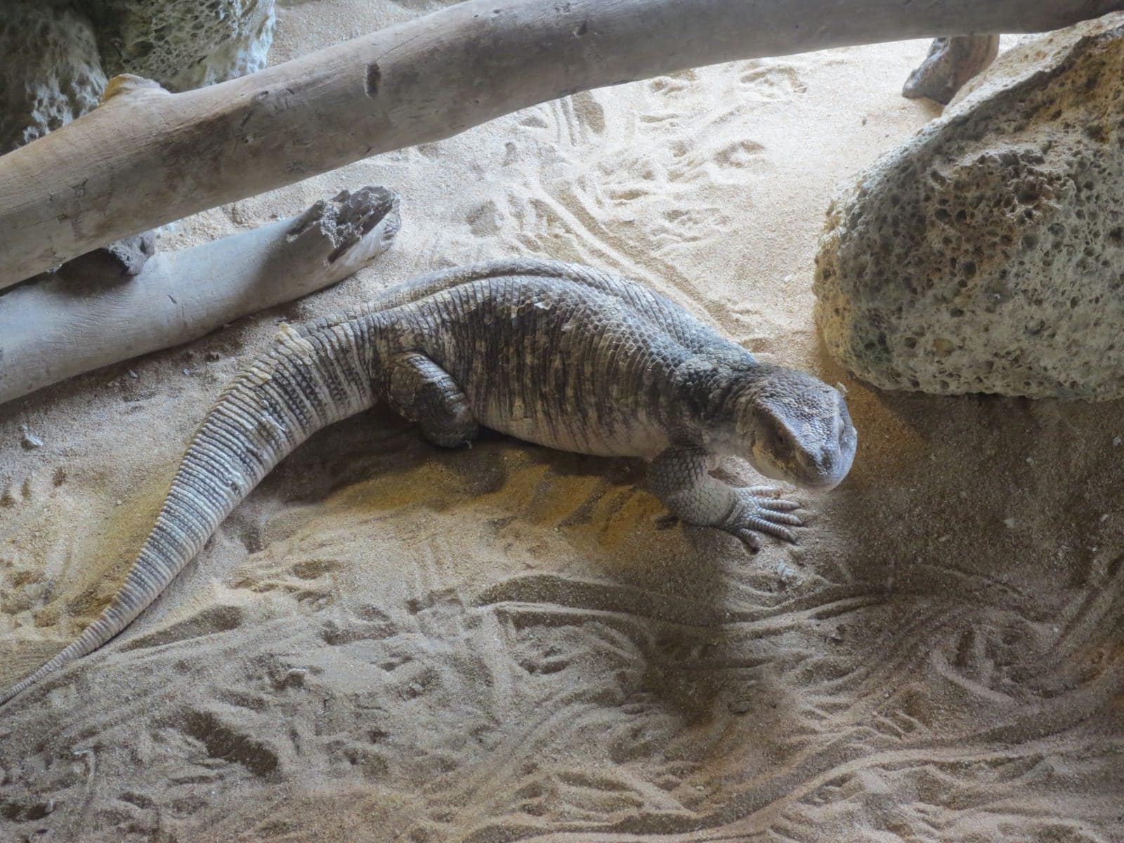Savannah monitor Varanus exanthematicus showing full body and textured scale pattern outdoors