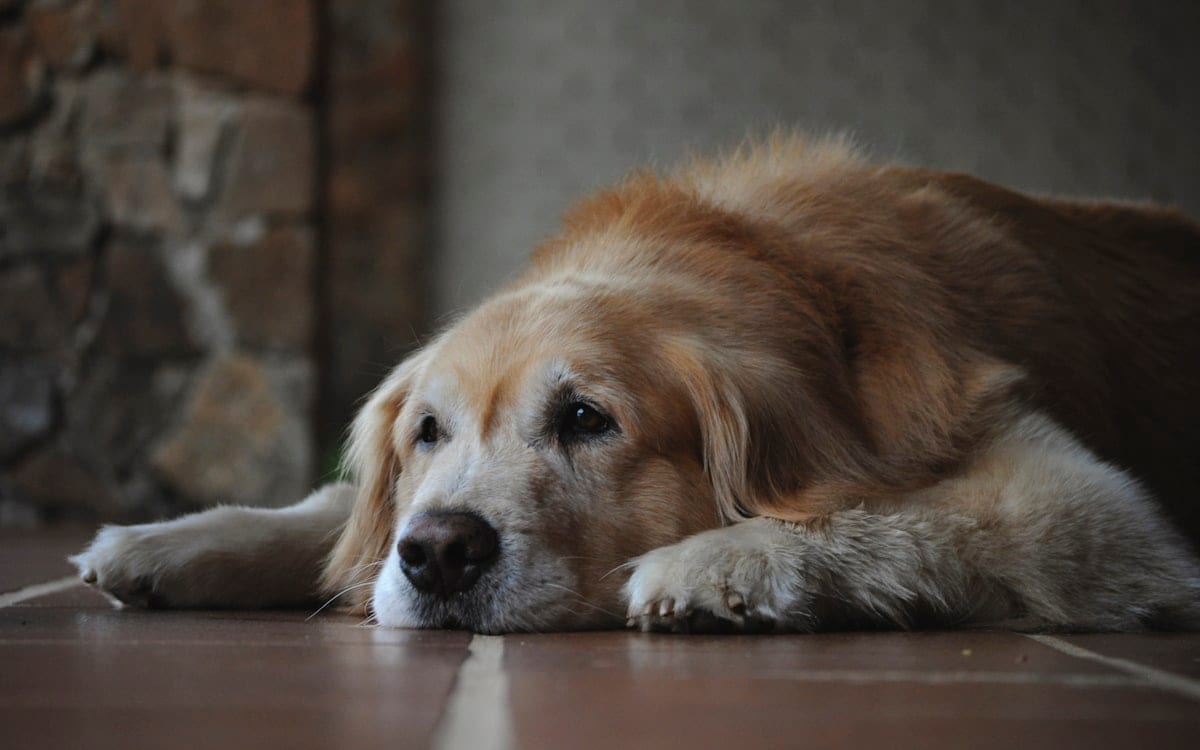 Senior dog resting comfortably on a soft orthopedic bed with a birthday bandana around its neck