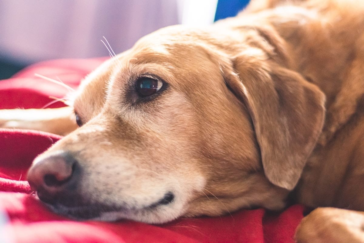 Senior brown and white long-haired dog resting on a wooden floor