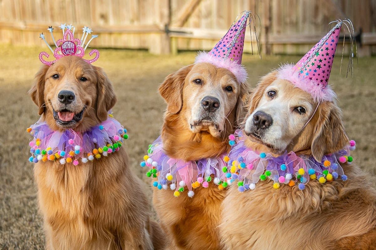 Three generations of golden retrievers wearing birthday hats