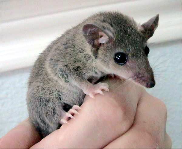 Gray short-tailed opossum Monodelphis domestica showing pointed snout and alert expression