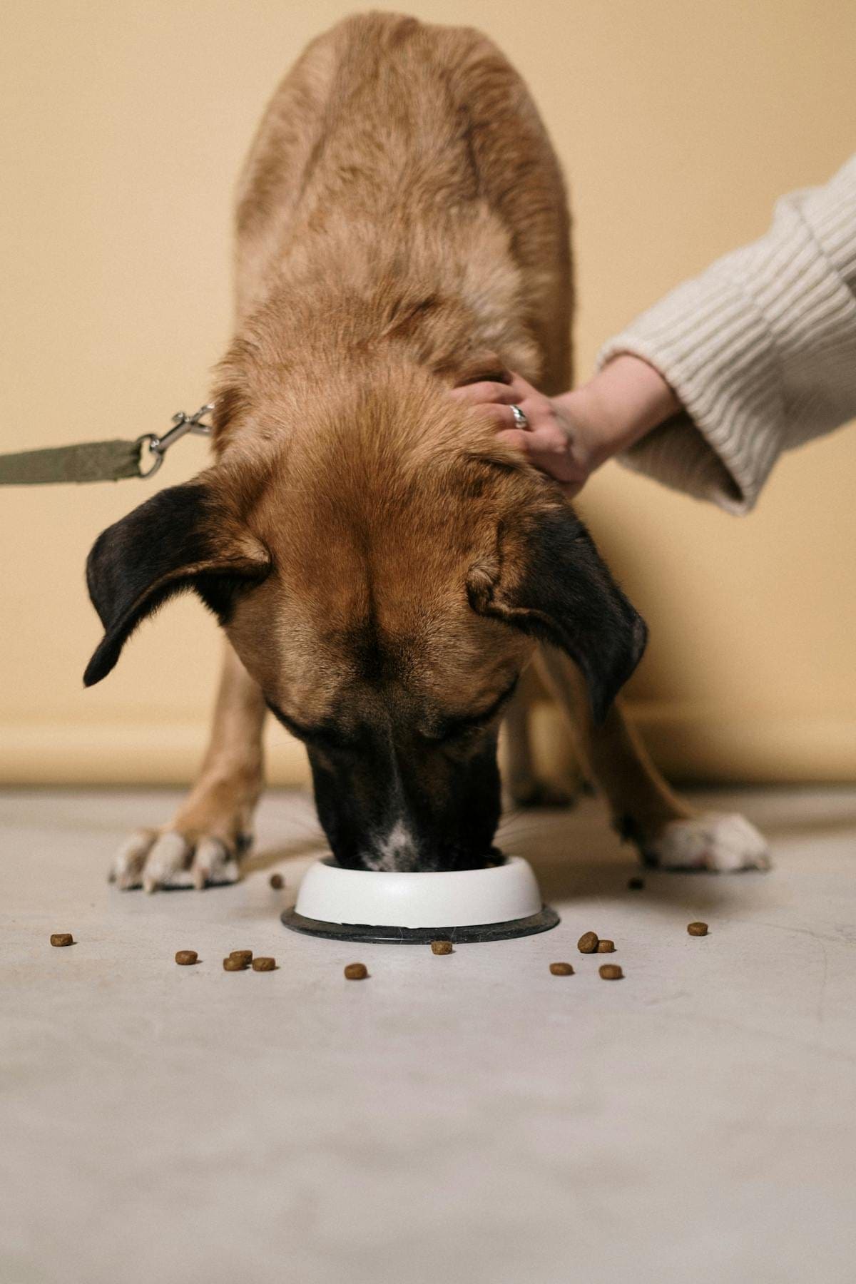 Brown dog eating from a bowl on an indoor floor while being petted