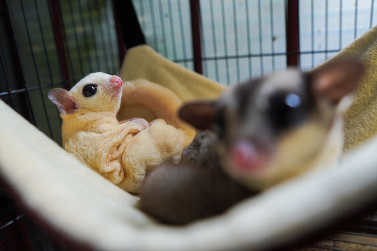 Sugar glider perched on a surface with large eyes visible