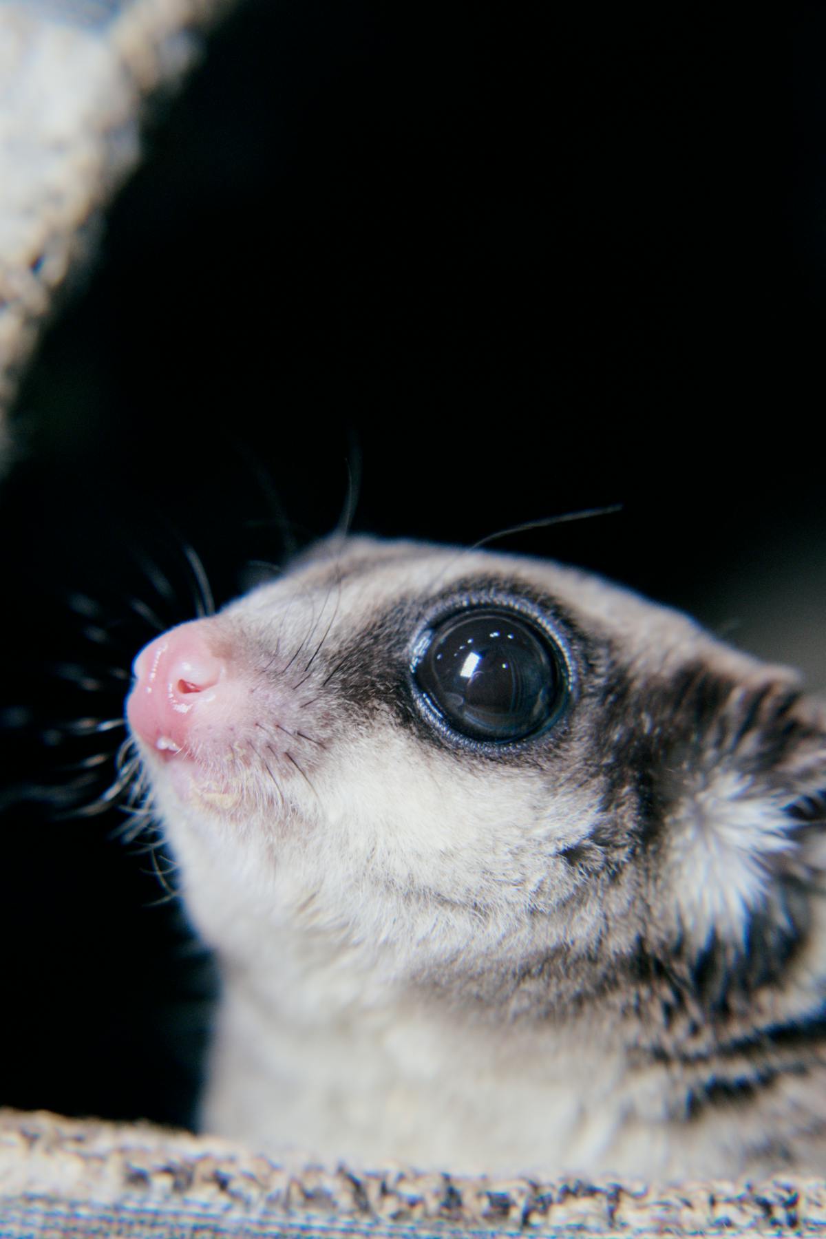 Brown sugar glider perched and alert, showing characteristic large eyes and small body