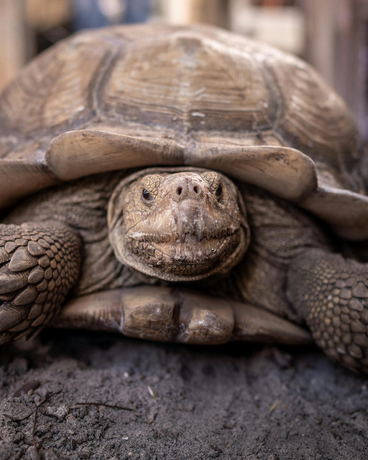 African spurred tortoise close-up of shell texture and head showing scute detail on dirt ground