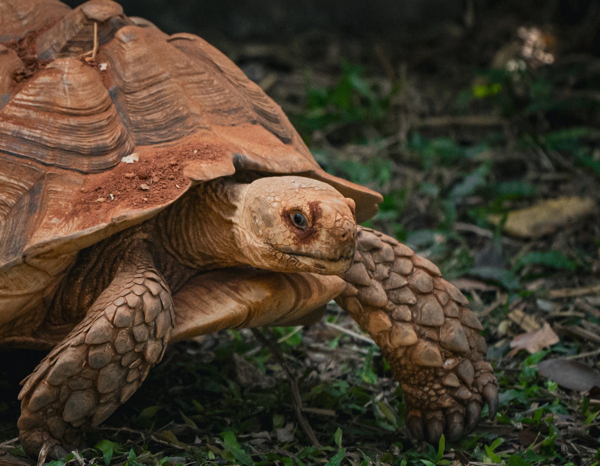 Sulcata tortoise walking on grass in natural habitat showing large scute-covered shell