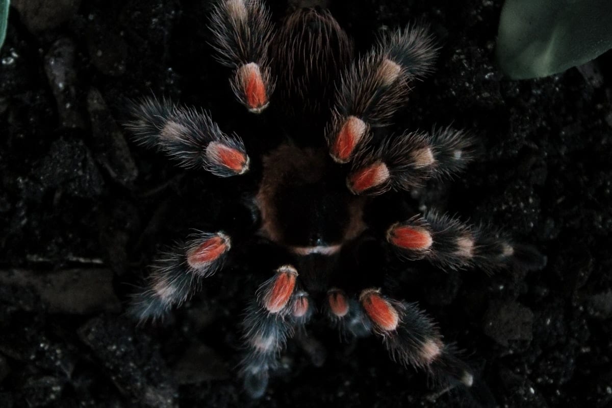 Freshly molted Brachypelma hamorii Mexican red knee tarantula showing vivid orange and black coloring