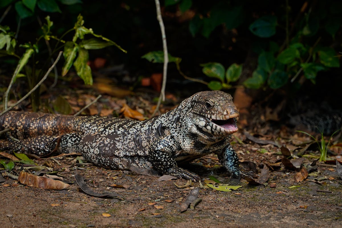 Tegu lizard on natural substrate
