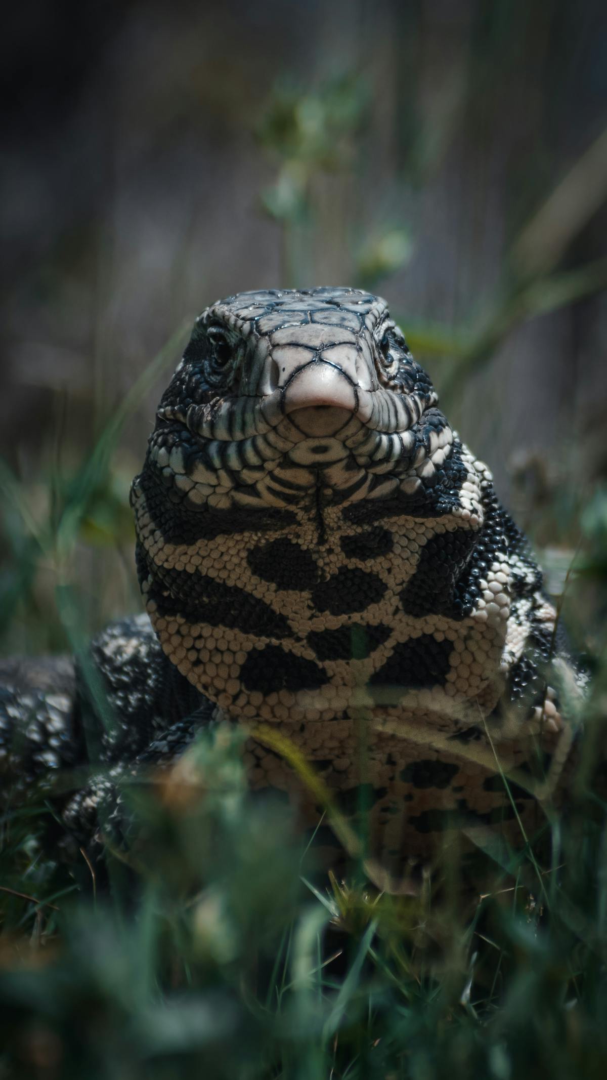 A large black and white tegu lizard looking toward the camera