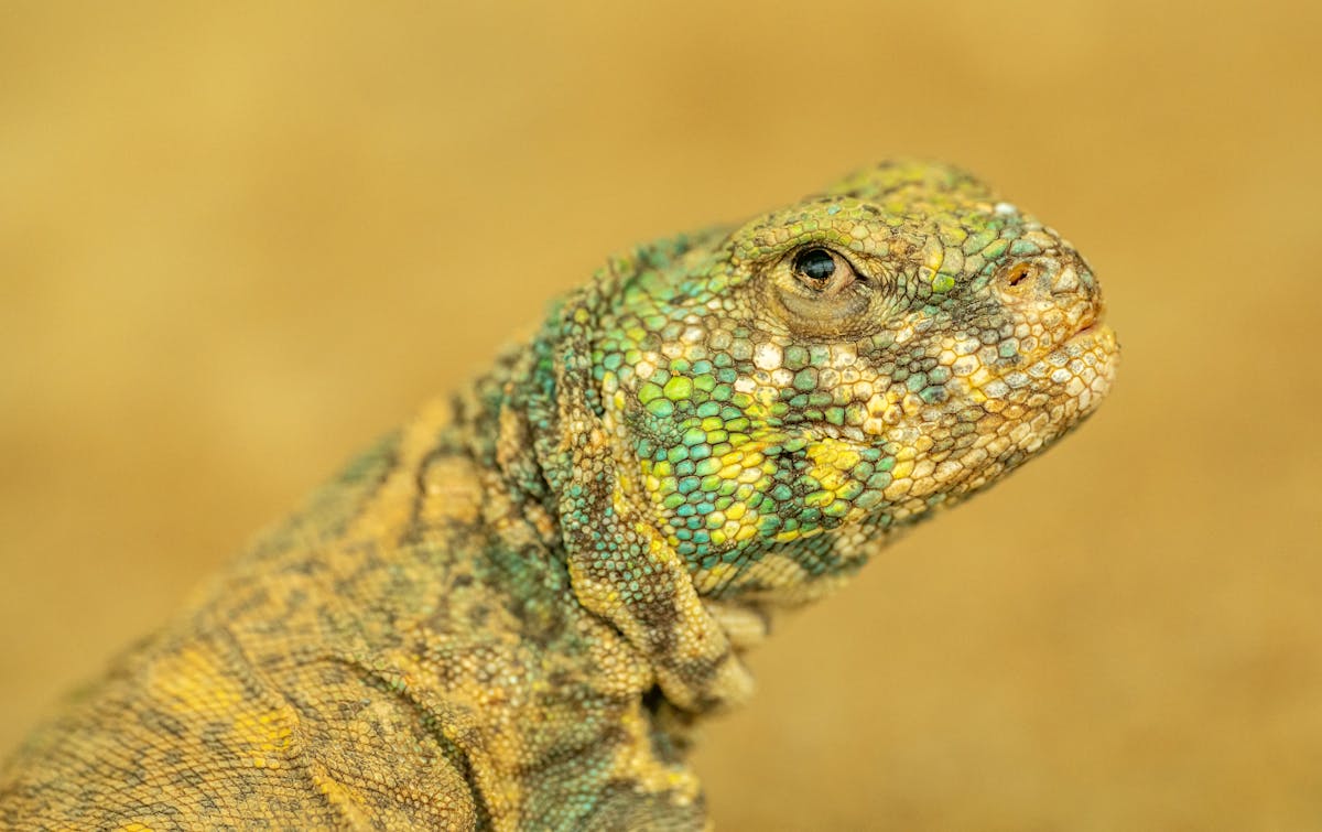 A uromastyx lizard basking under a heat lamp in its enclosure