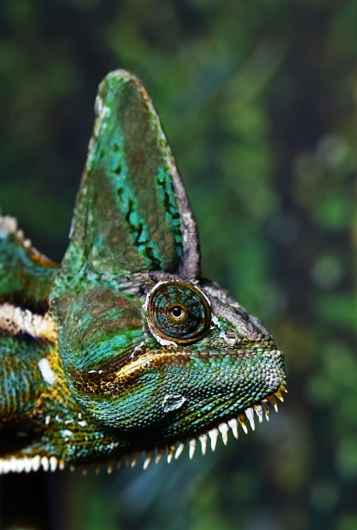 Chameleon showing natural coloration