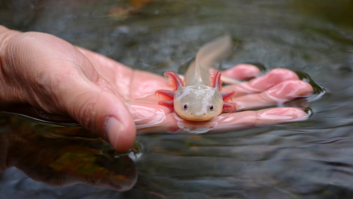 An axolotl in its aquarium, gills displayed, looking toward the camera