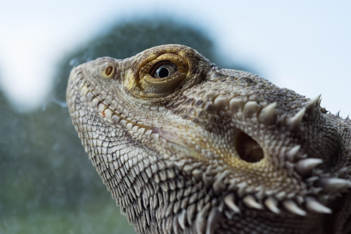 A bearded dragon looking at the camera with food visible nearby
