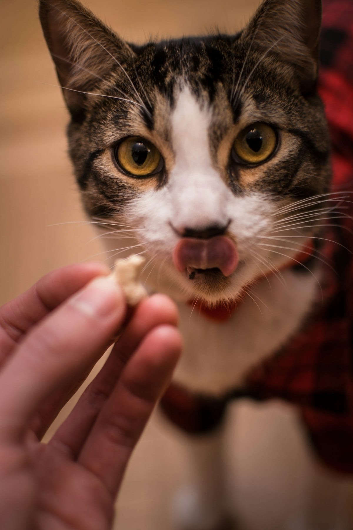 A cat sitting next to a small plate of food looking attentively at the camera