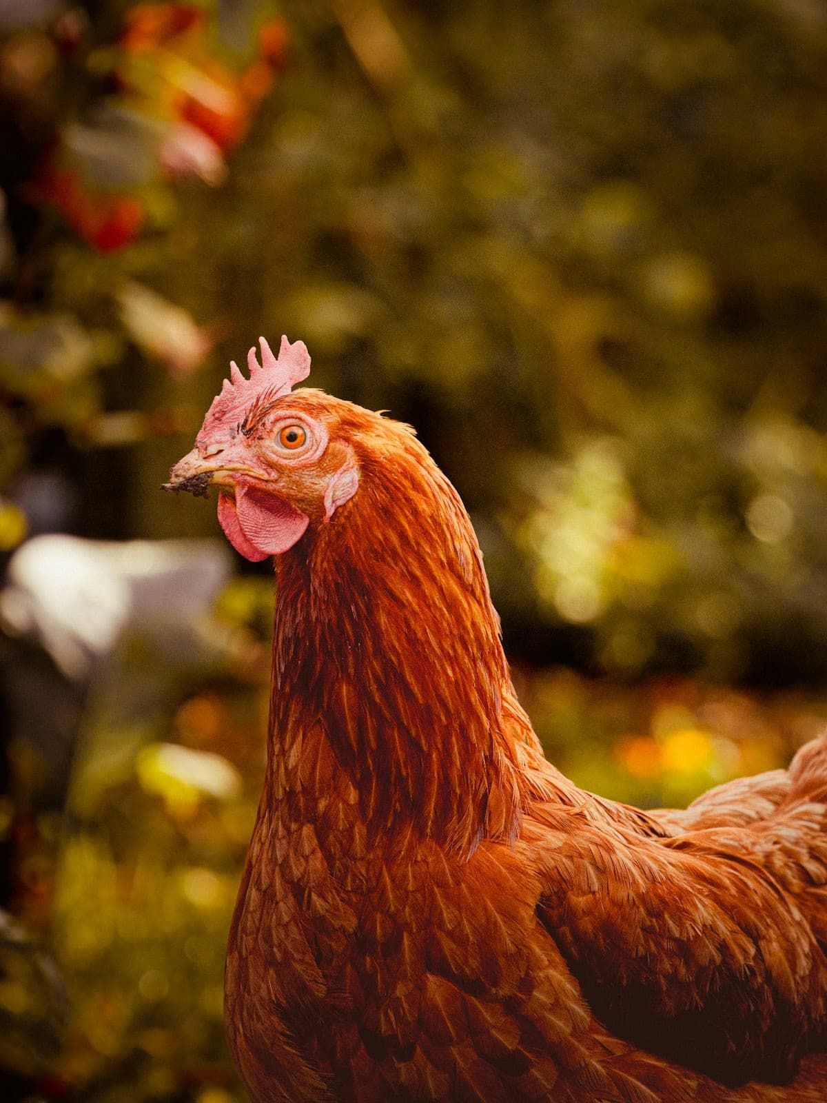 A backyard hen pecking at fresh vegetables and treats on the ground