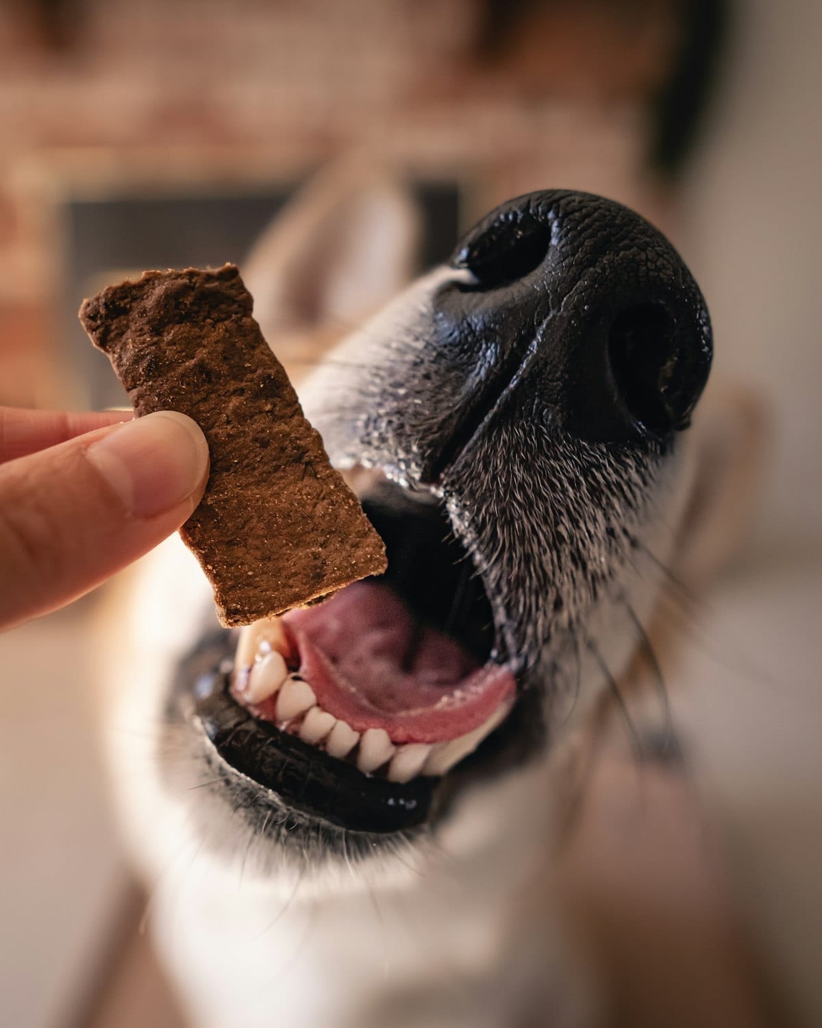 Dog sitting next to a person holding a birthday cake, looking up with interest