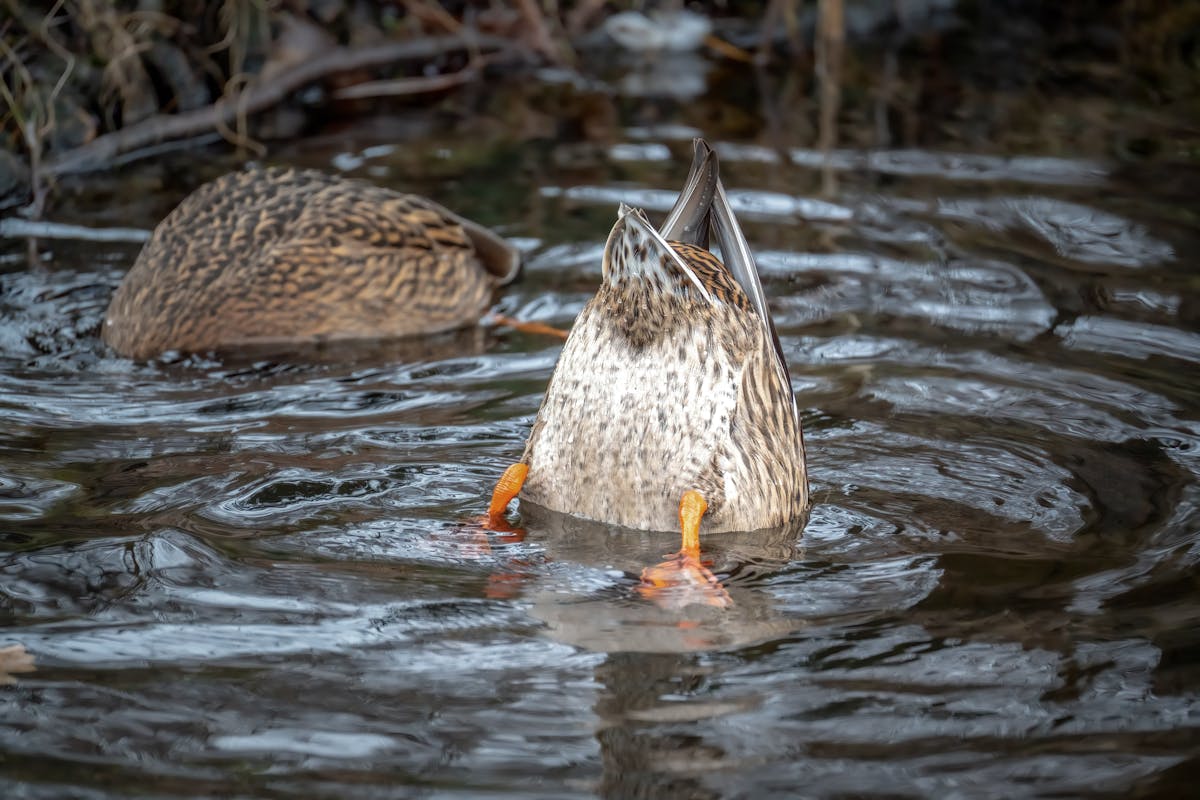 A duck near fresh vegetables and water in a backyard setting