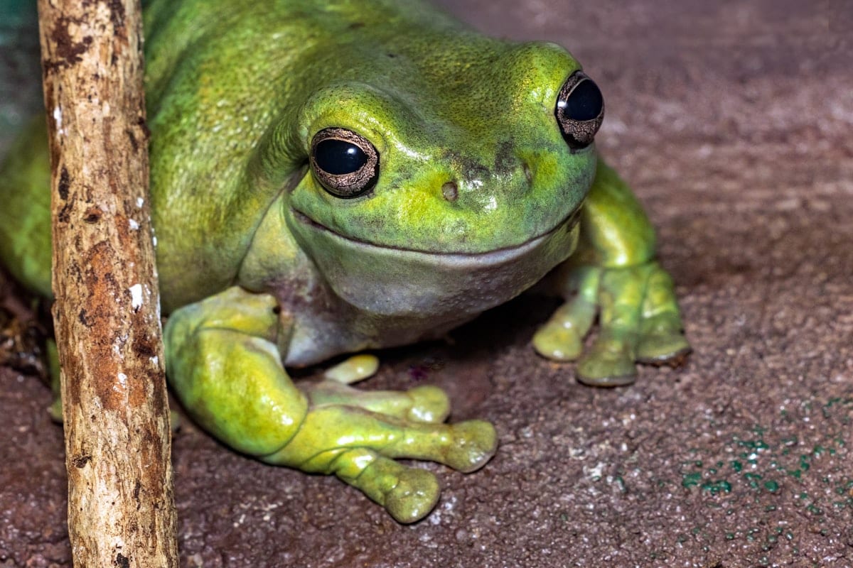 White's tree frog Litoria caerulea Australian green tree frog with permanent smile expression resting